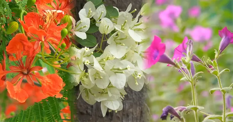 নাটোরের গণভবনে বিভিন্ন ফুলের ছবি